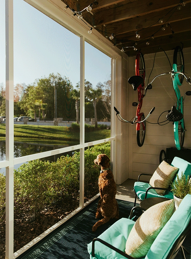 dog in screened porch with bicycles and seating